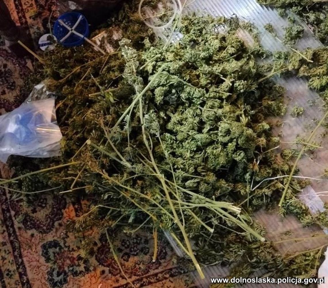 42 latek odpowie za posiadanie prawie 7 kg marihuany