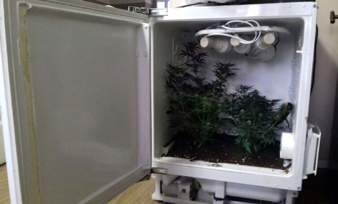 ARESZT ZA POZBAWIENIE WOLNOŚCI, POBICIE ORAZ PRZESTĘPSTWA NARKOTYKOWE ARESZT ZA POZBAWIENIE WOLNOŚCI, POBICIE ORAZ PRZESTĘPSTWA NARKOTYKOWE