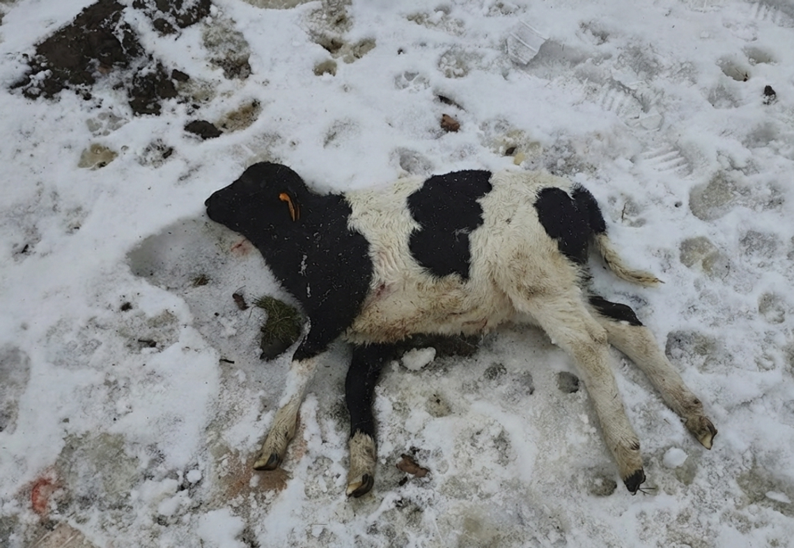 Atak wilków na stado owiec w Wilkanowie