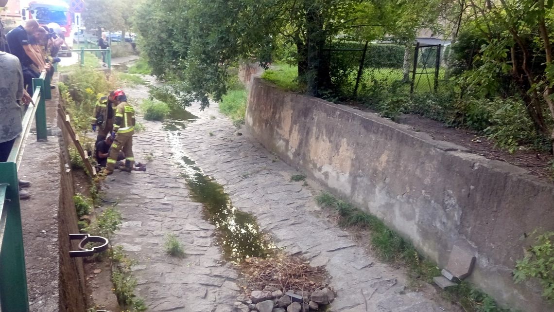 Bielawa. Strażacy wyciągają mężczyznę z koryta potoku.