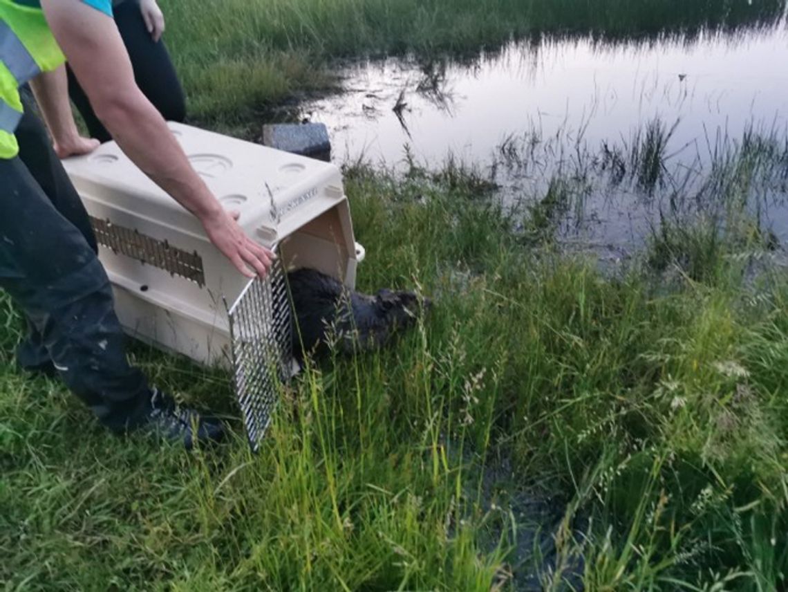 BIELAWSKI BÓBR URATOWANY! BIELAWSKI BÓBR URATOWANY!