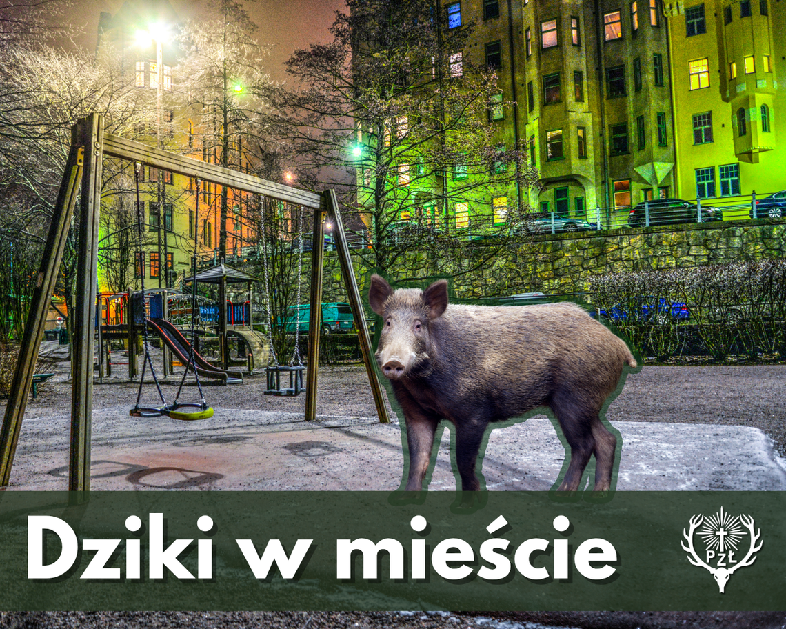 CO ROBI DZIK NA PLACU ZABAW? – DLACZEGO W MIASTACH CORAZ CZĘŚCIEJ POJAWIAJĄ SIĘ DZIKIE ZWIERZĘTA?
