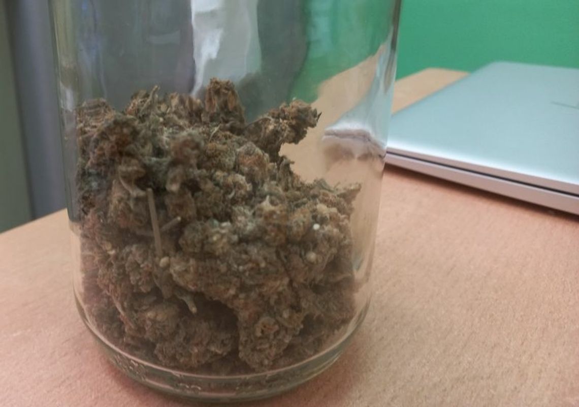 Dzierżoniowscy kryminalni zabezpieczyli ponad 150 porcji marihuany i odzyskali skradziony laptop