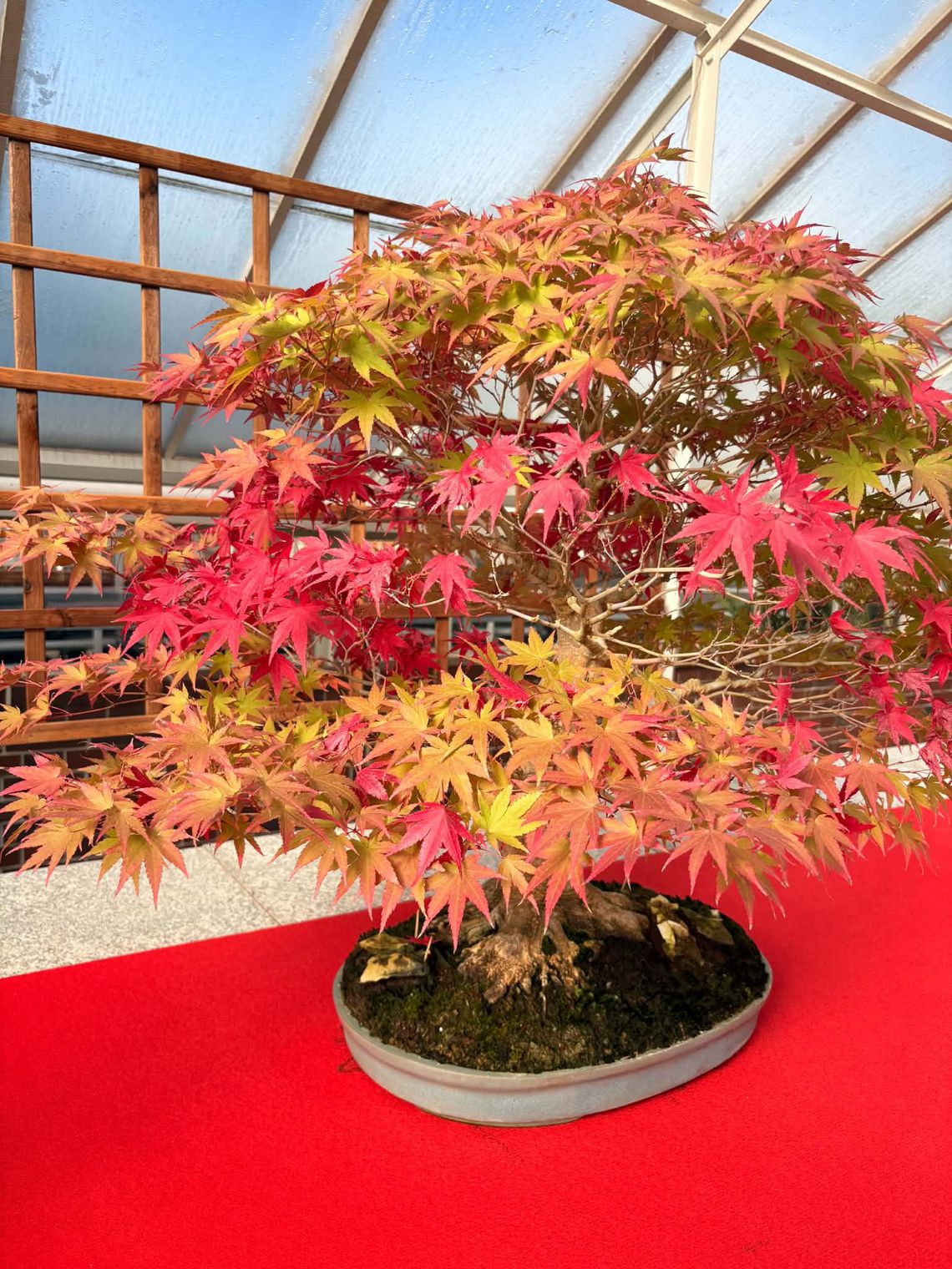 Jesień w miniaturze. Wyjątkowa wystawa bonsai w Książęcej Palmiarni w Wałbrzychu Jesień w miniaturze. Wyjątkowa wystawa bonsai w Książęcej Palmiarni w Wałbrzychu