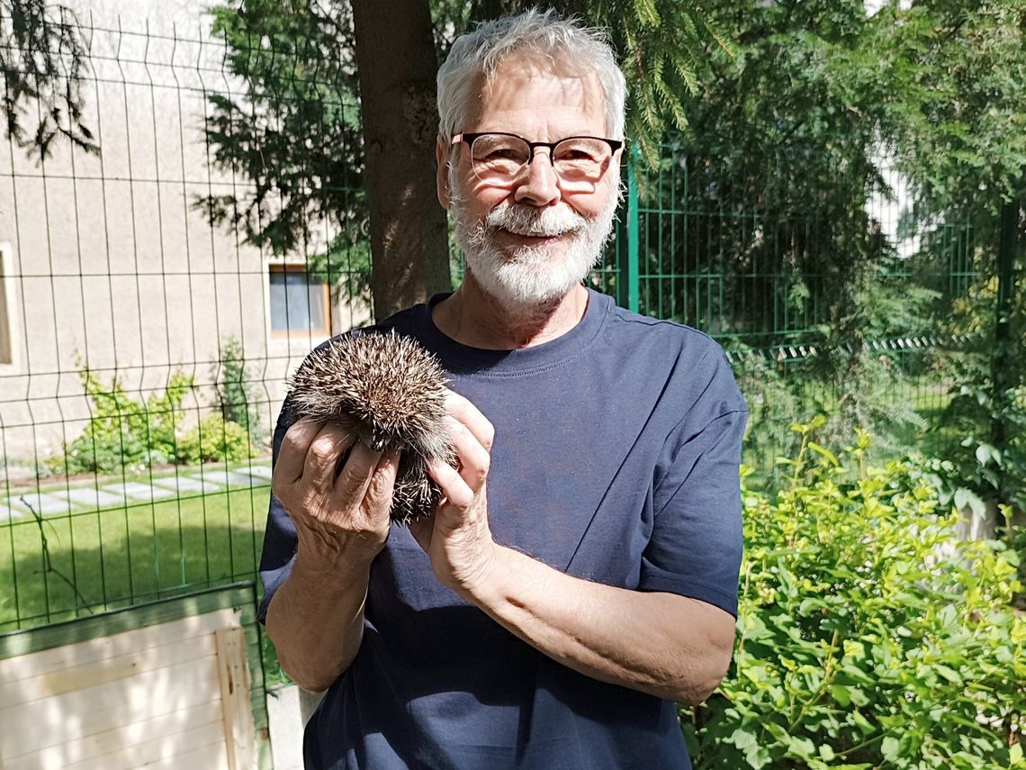 Jeże wróciły do Kłodzka