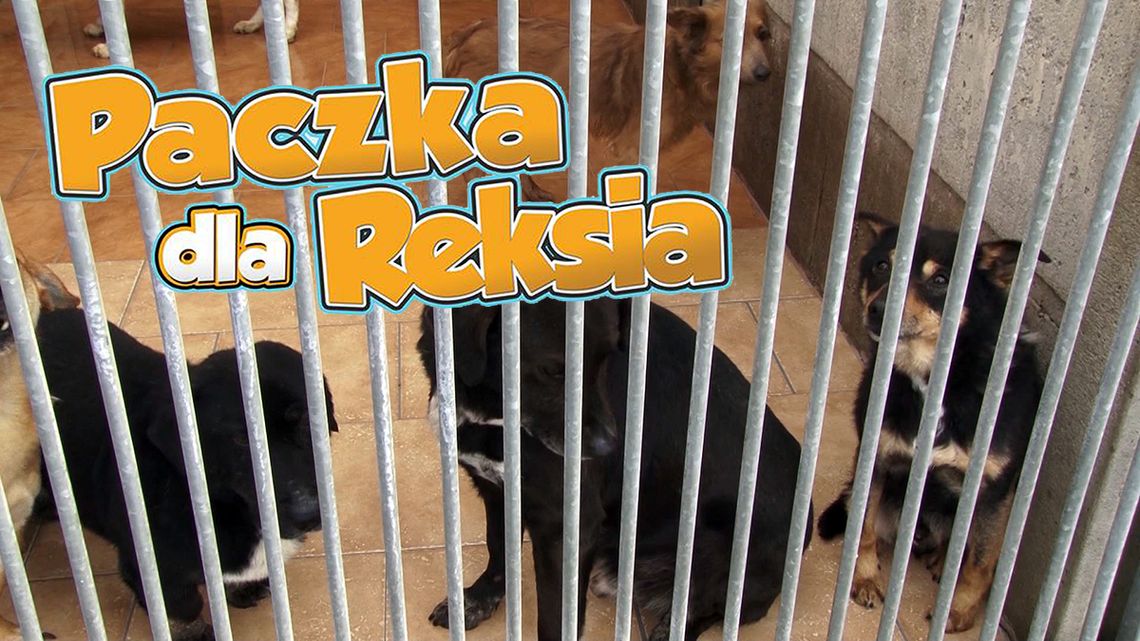 JUŻ DZISIAJ PACZKA DLA REKSIA - ZBIÓRKA KARMY DLA ZWIERZĄT