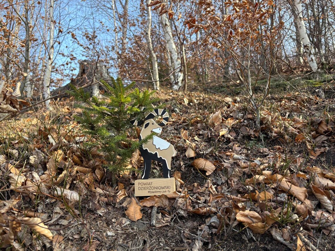 Koci Grzbiet – platforma z widokiem na Góry Sowie