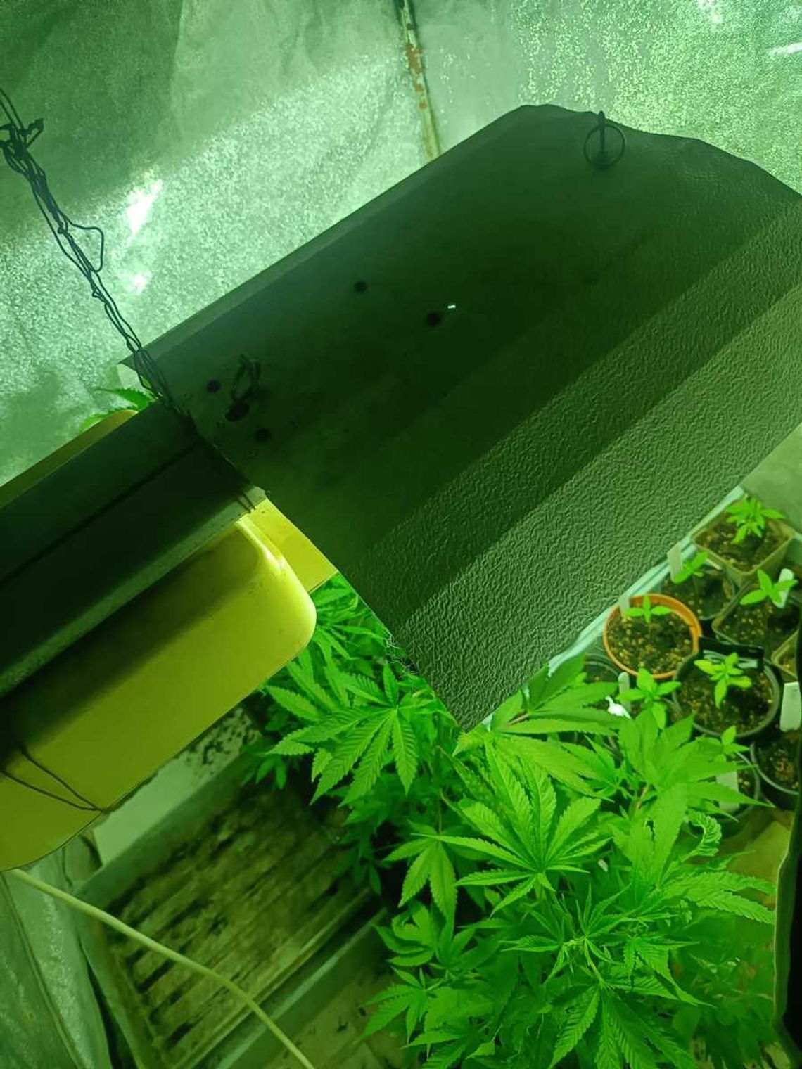 Kolejne skuteczne uderzenie kłodzkich policjantów w biznes narkotykowy