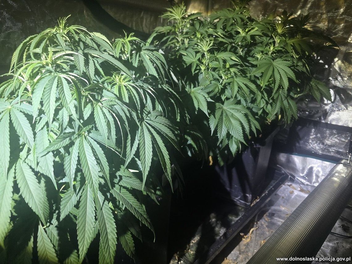 Kryminalni z Bolesławca wycofali z rynku kilogram marihuany oraz zlikwidowali nielegalną uprawę konopi