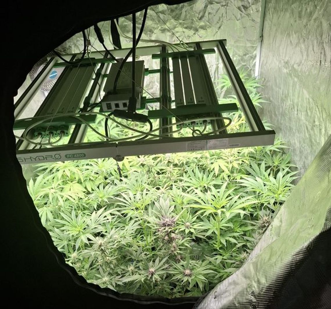 Kryminalni z Dzierżoniowa przejęli znaczną ilość środków odurzających – skuteczna praca operacyjna doprowadziła do zatrzymania mężczyzny