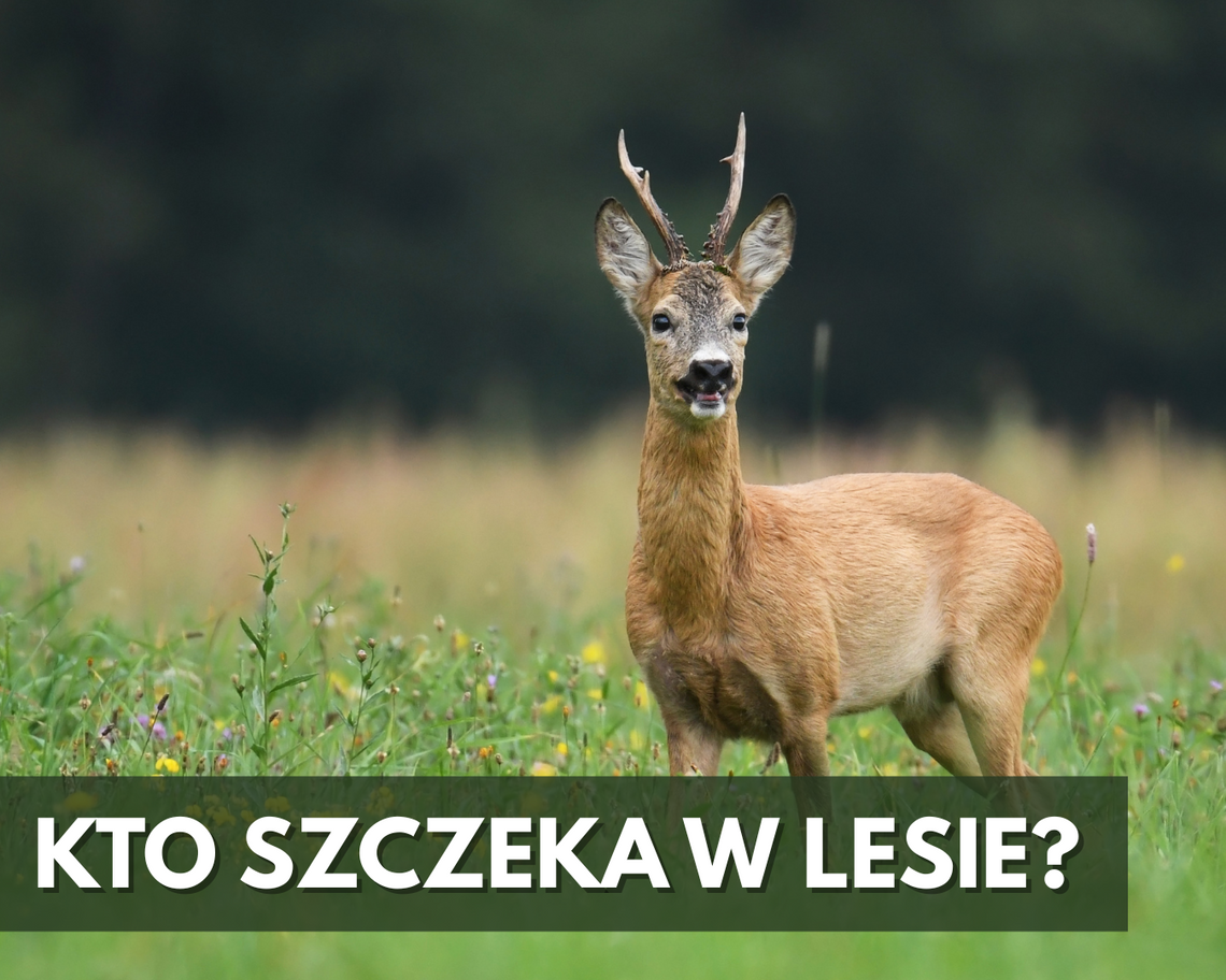 KTO SZCZEKA W LESIE? – LEŚNA OPERA SAREN