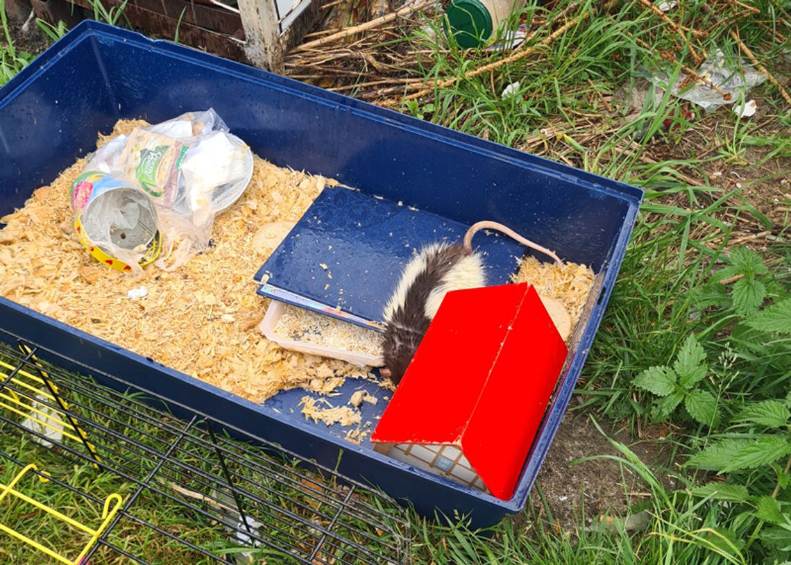 Ktoś wyrzucił domowego szczurka z klatką na śmietnik