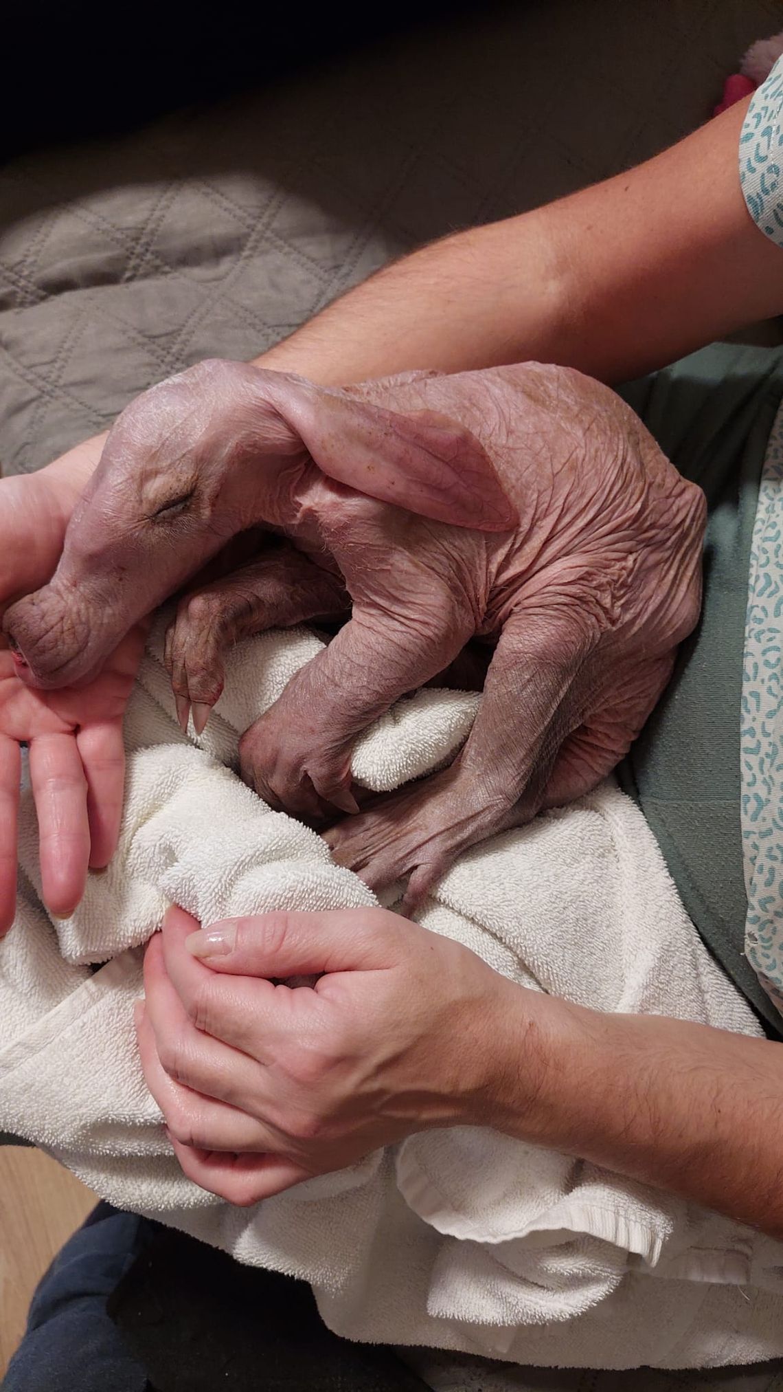 Mrównik odchowany na butelce trafił na wybieg wrocławskiego ZOO