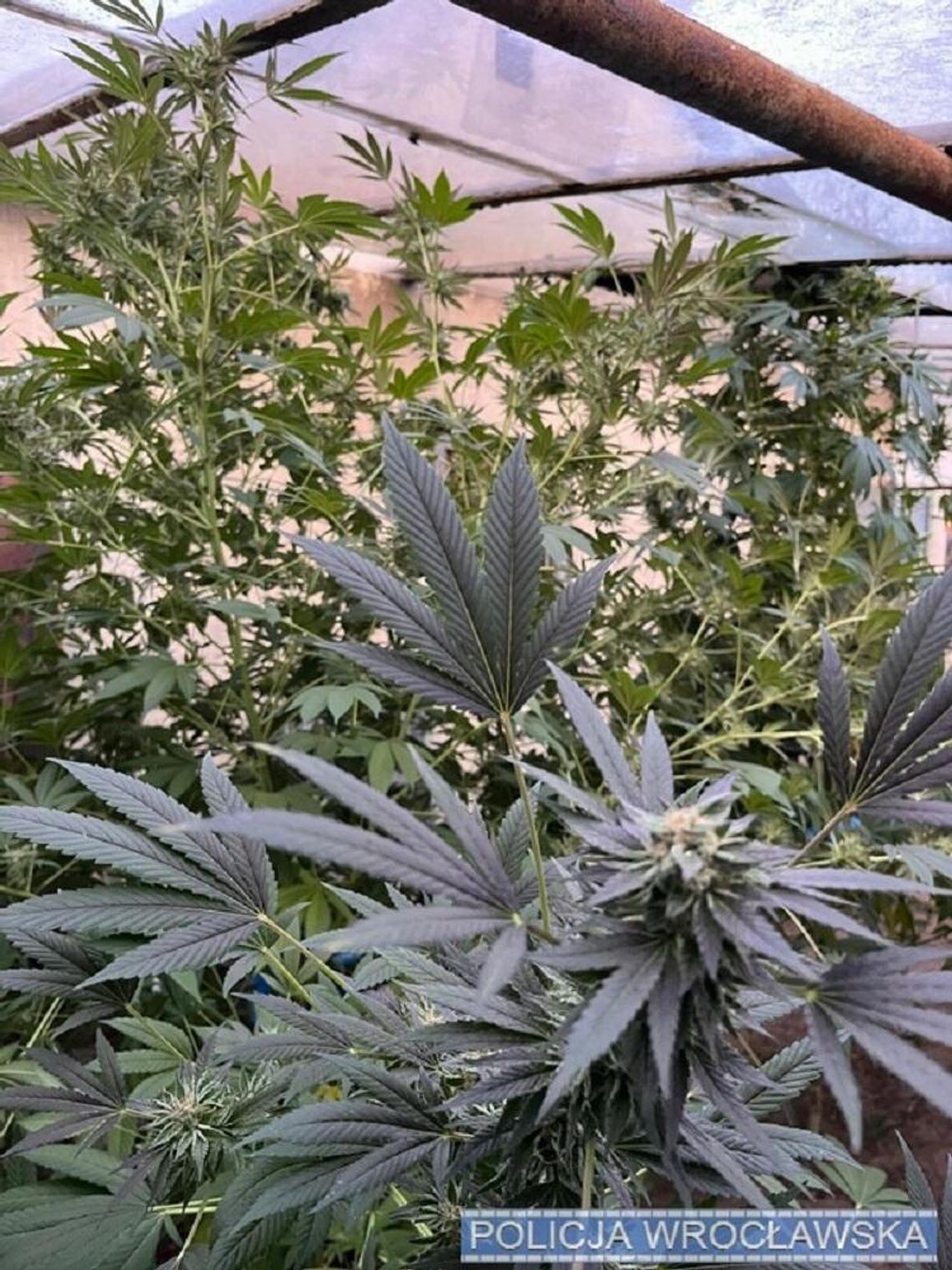 Nielegalna uprawa konopi na ogródkach działkowych