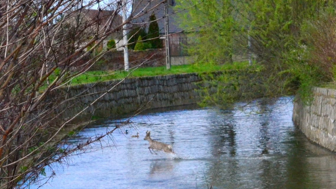 NIETYPOWA AKCJA STRAŻAKÓW NIETYPOWA AKCJA STRAŻAKÓW