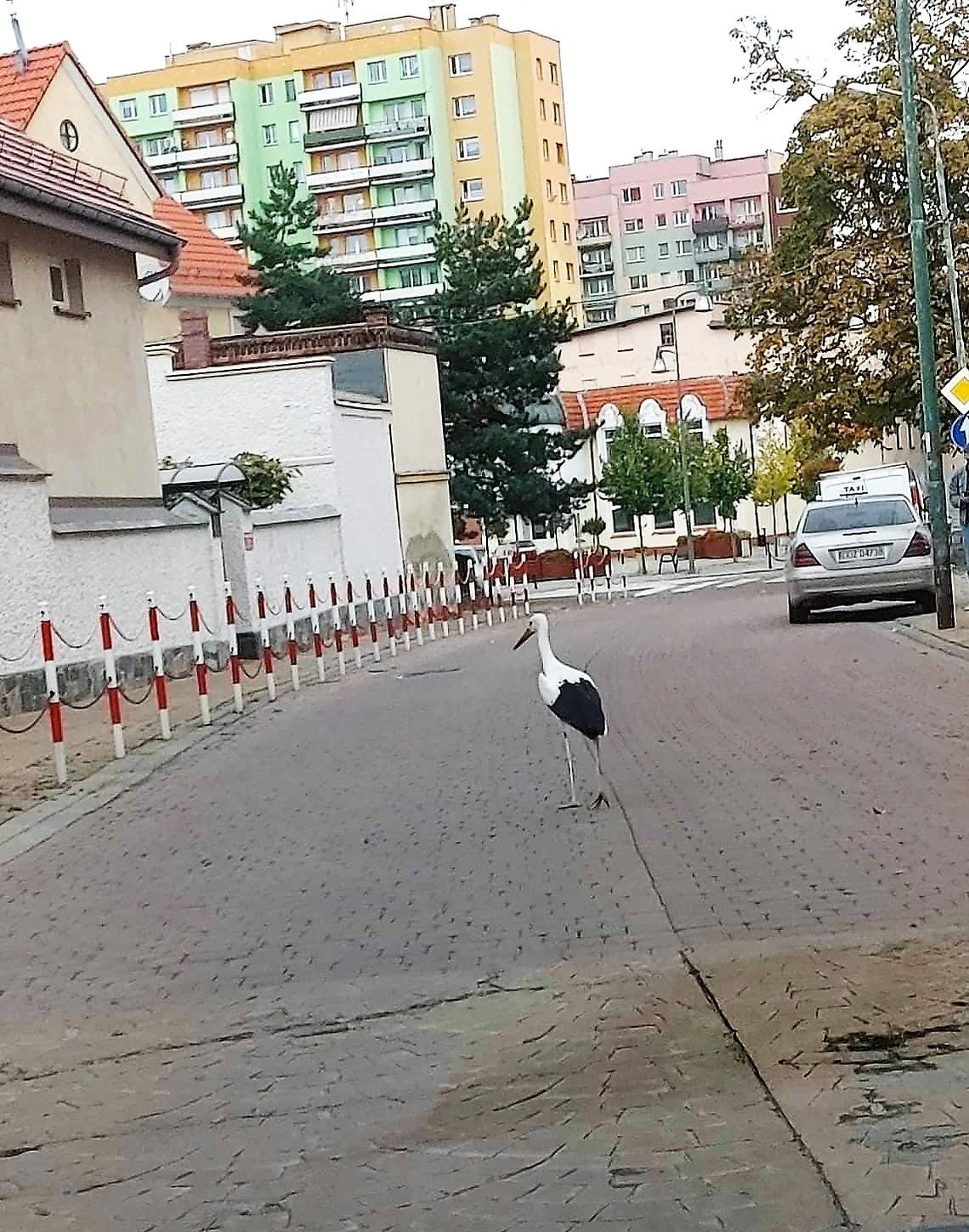 O boćku, który chciał zostać na zimę w Bielawie