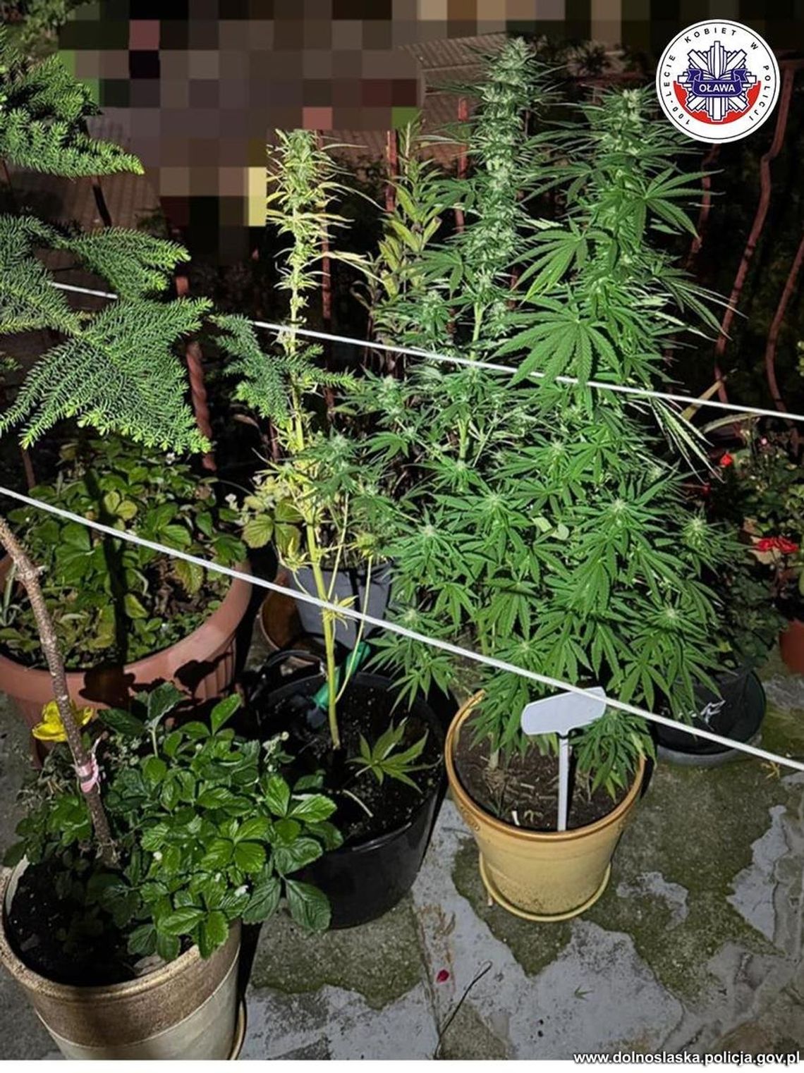 Pielęgnował krzewy konopi pomiędzy kwiatami balkonowymi Pielęgnował krzewy konopi pomiędzy kwiatami balkonowymi