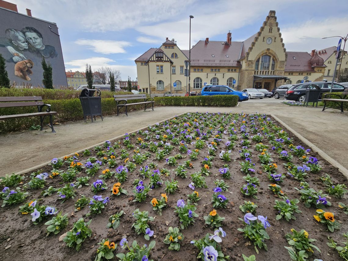 Pierwsze wiosenne kwiaty w Świdnicy