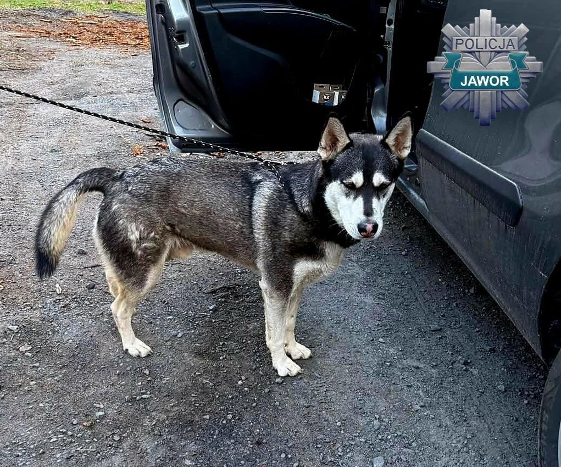 Pies to nie wakacyjny problem. 36-latek odpowie za porzucenie husky’ego Pies to nie wakacyjny problem. 36-latek odpowie za porzucenie husky’ego