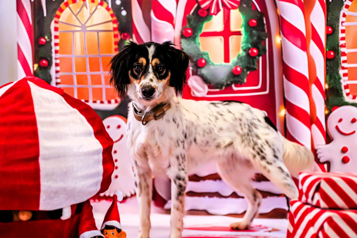 Podaruj zwierzętom spokojne Święta Podaruj zwierzętom spokojne Święta