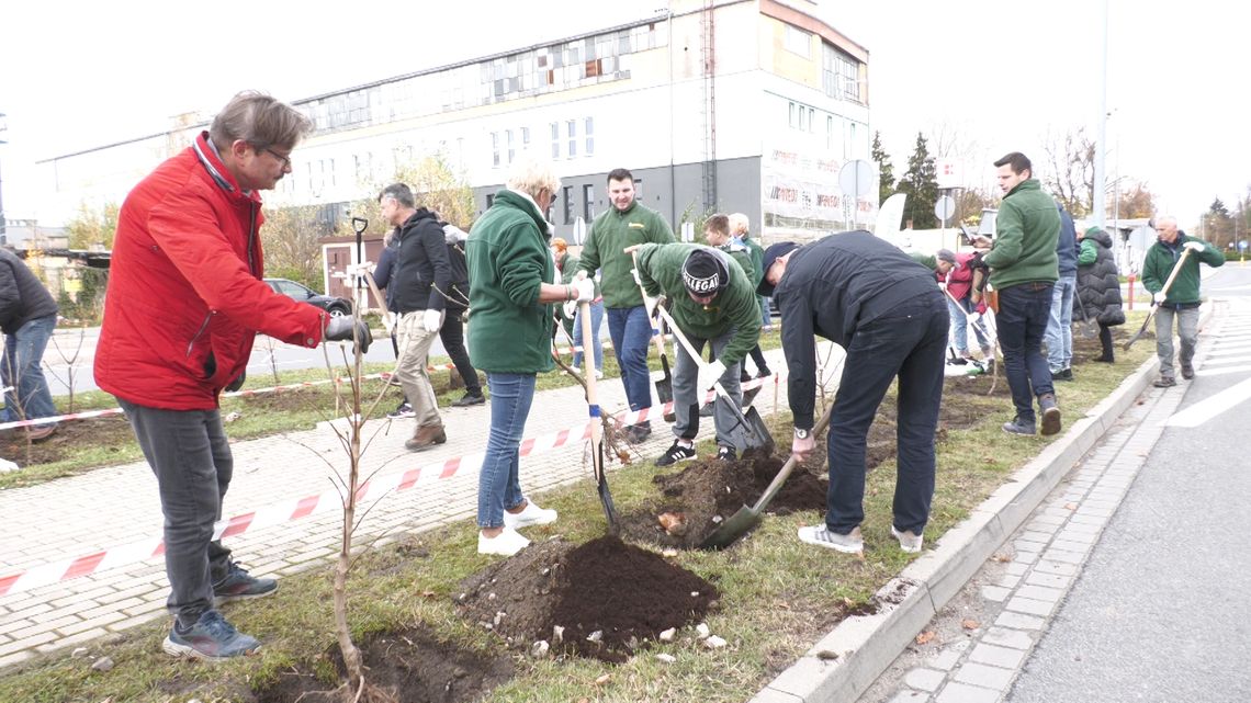 Powstała nowa aleja "Lilaków" w Dzierżoniowie