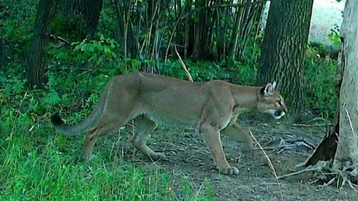 Puma pod Wałbrzychem? Sztab kryzysowy weryfikuje zgłoszenia i apeluje o ostrożność