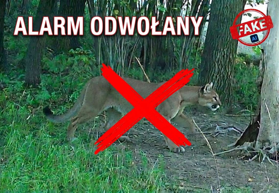 Rzekoma puma w Górach Sowich to fotomontaż - Policja szuka autora mistyfikacji Rzekoma puma w Górach Sowich to fotomontaż - Policja szuka autora mistyfikacji