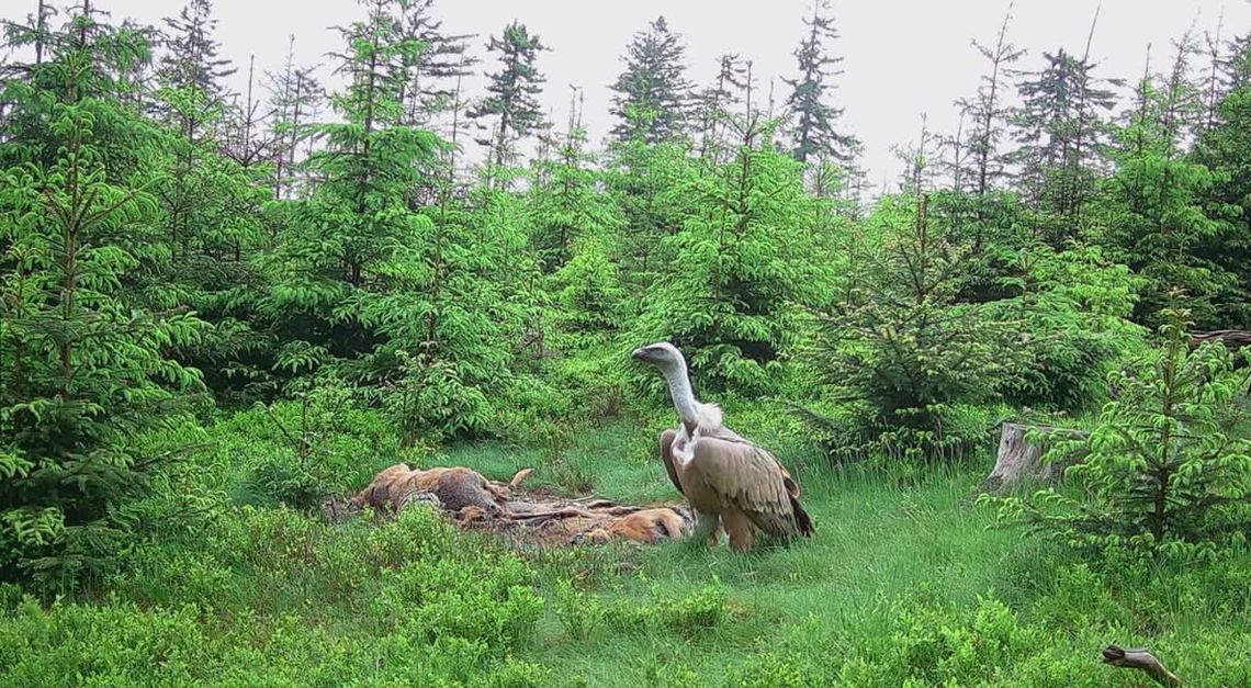 Sęp płowy w Górach Sowich: Pierwsza taka obserwacja w historii regionu!