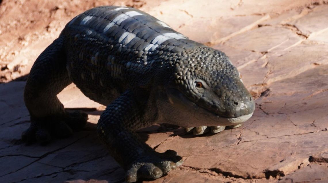 Skamieniała skóra diadektyda z Permu w kamieniołomie w Nowej Rudzie