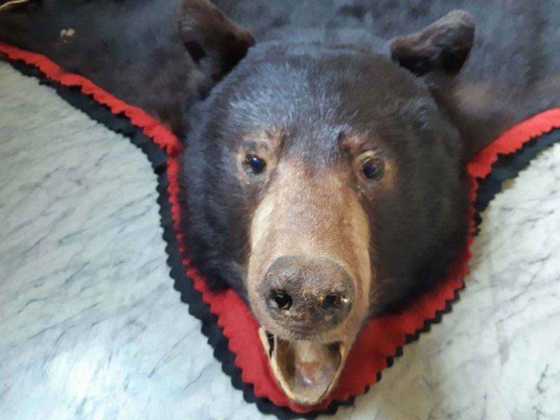 Skóra z niedźwiedzia zabezpieczona przez policjantów Referatu do walki z Przestępczością Gospodarczą