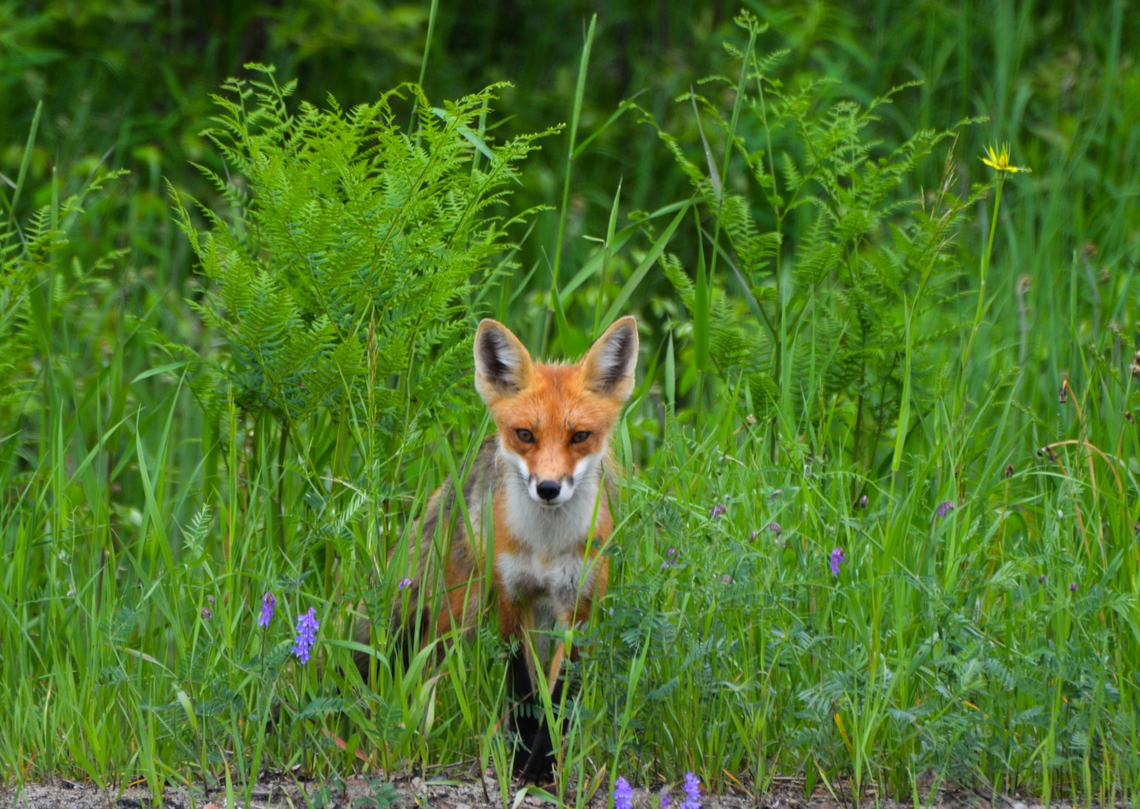 Słodkie jak dzieciństwo, groźne jak nowotwór? O czym nie wiedziałeś, zrywając jagody prosto z krzaka