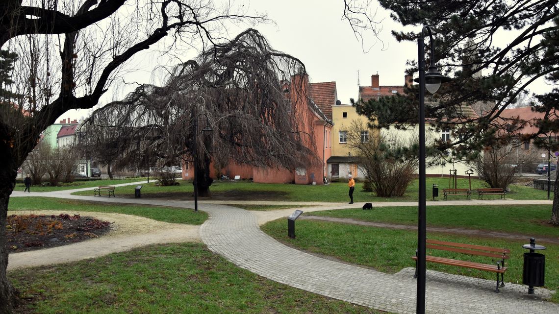 Spa dla dzierżoniowskich pomników przyrody