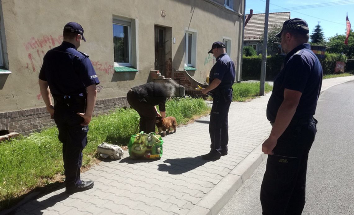 STOP BEZPAŃSKIM PSOM. DZIAŁANIA DZIELNICOWYCH NA TERENIE DZIERŻONIOWA STOP BEZPAŃSKIM PSOM. DZIAŁANIA DZIELNICOWYCH NA TERENIE DZIERŻONIOWA