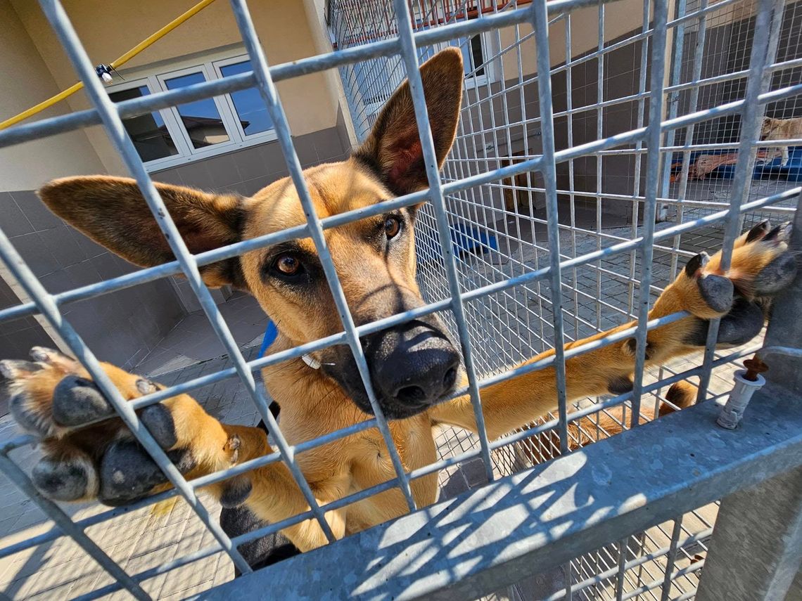 Świdnica przyjęła program opieki nad zwierzętami na 2026 rok