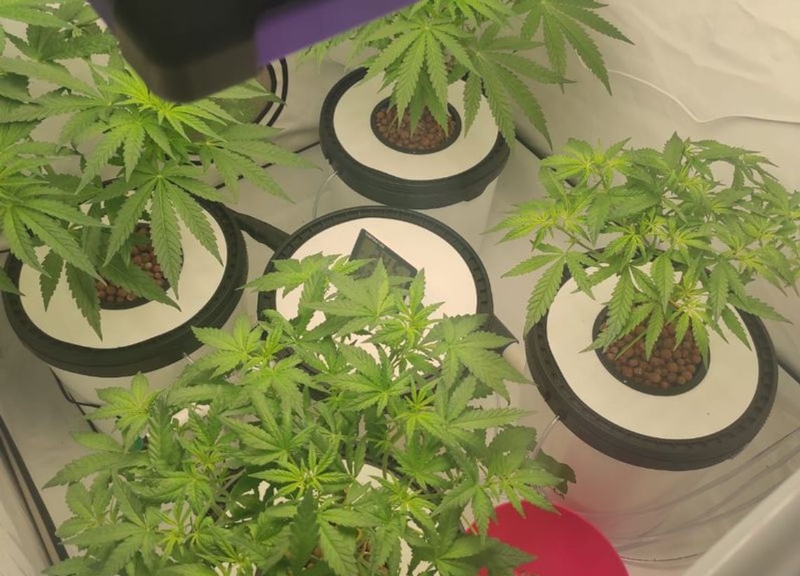 Uprawa konopi w namiocie i blisko kilogram gotowych narkotyków