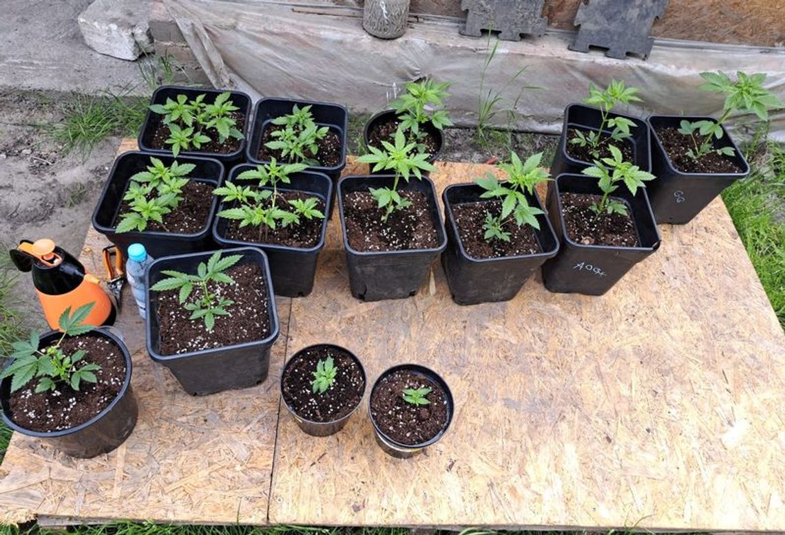 Uprawa konopi w pomieszczeniach mieszkalnych i przydomowym ogródku