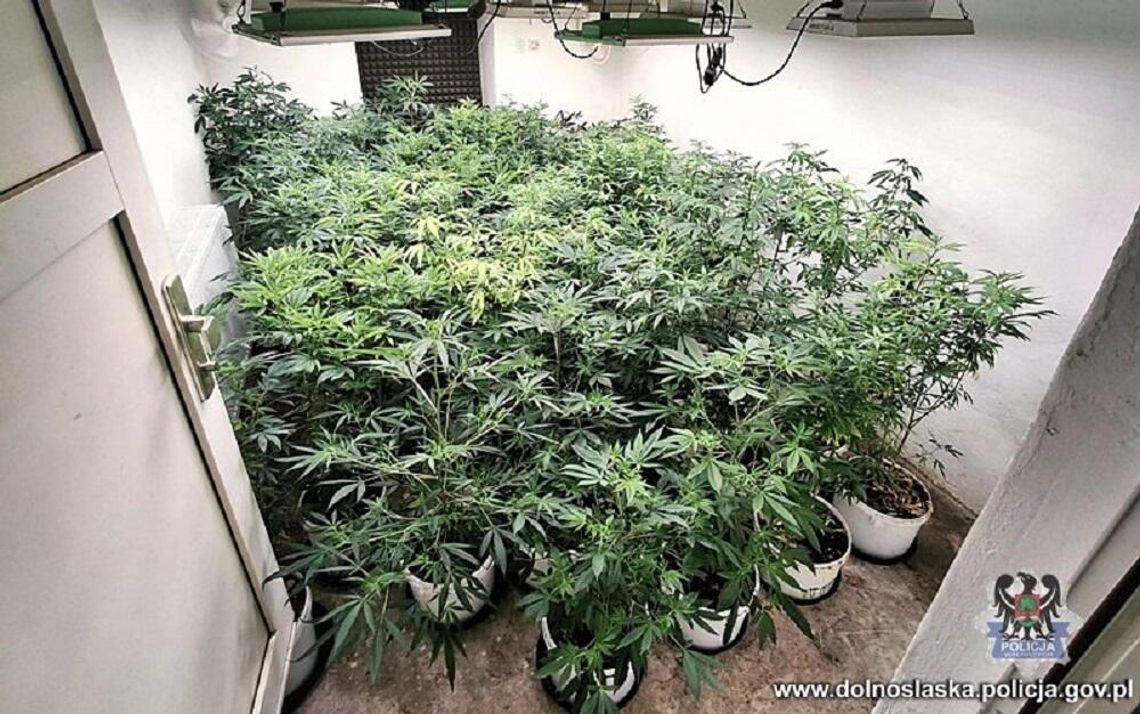 Wałbrzyscy kryminalni zlikwidowali plantację konopi indyjskich