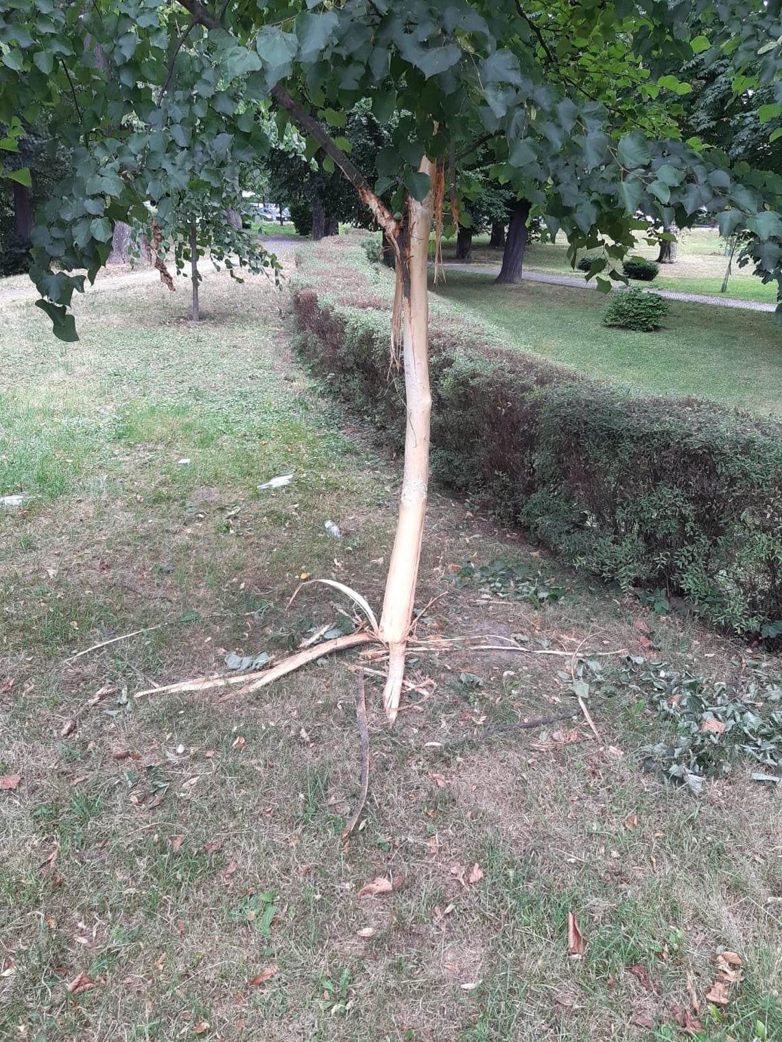 Wandale okorowali drzewka w kłodzkim parku