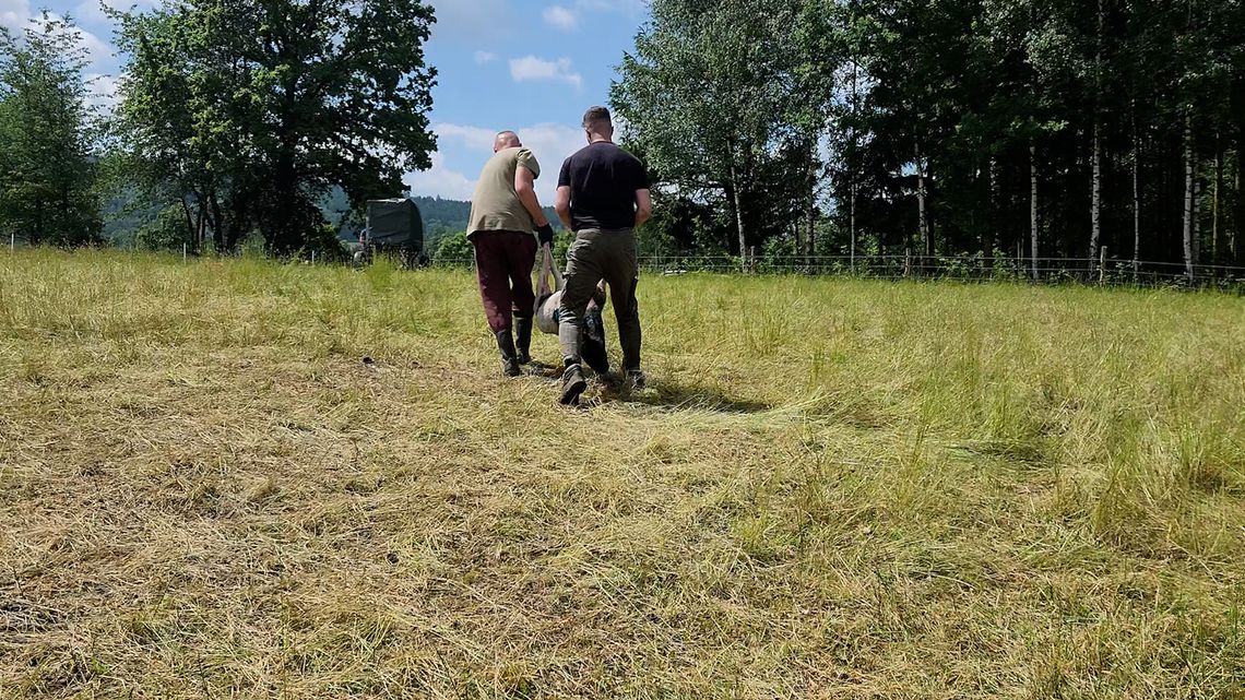 Wilki zaatakowały w Radochowie