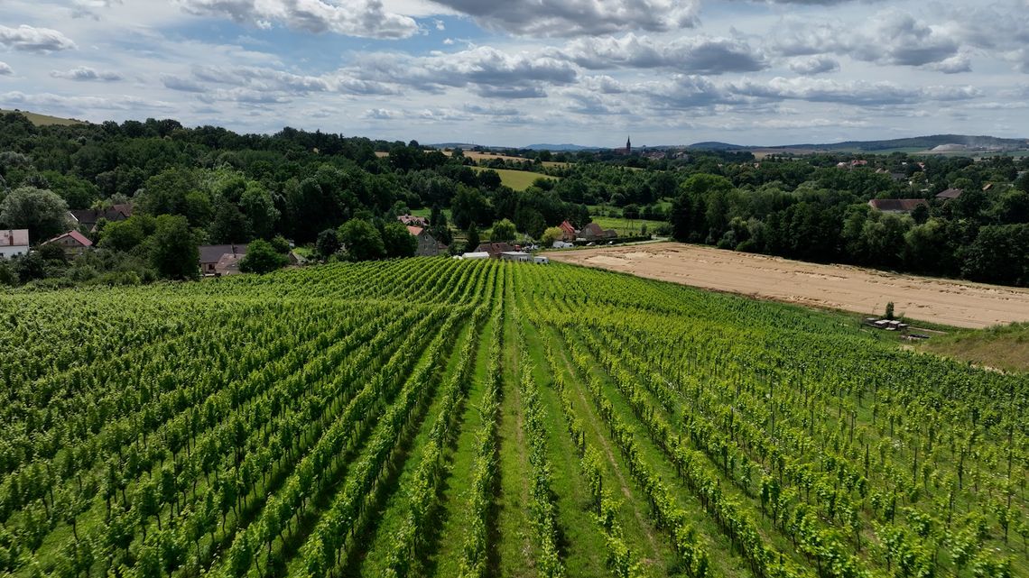 Winnica Niemczańska Winnica Niemczańska