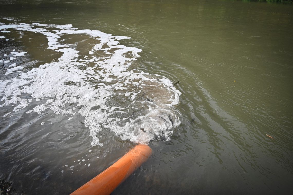 Zarybianie Nysy Kłodzkiej