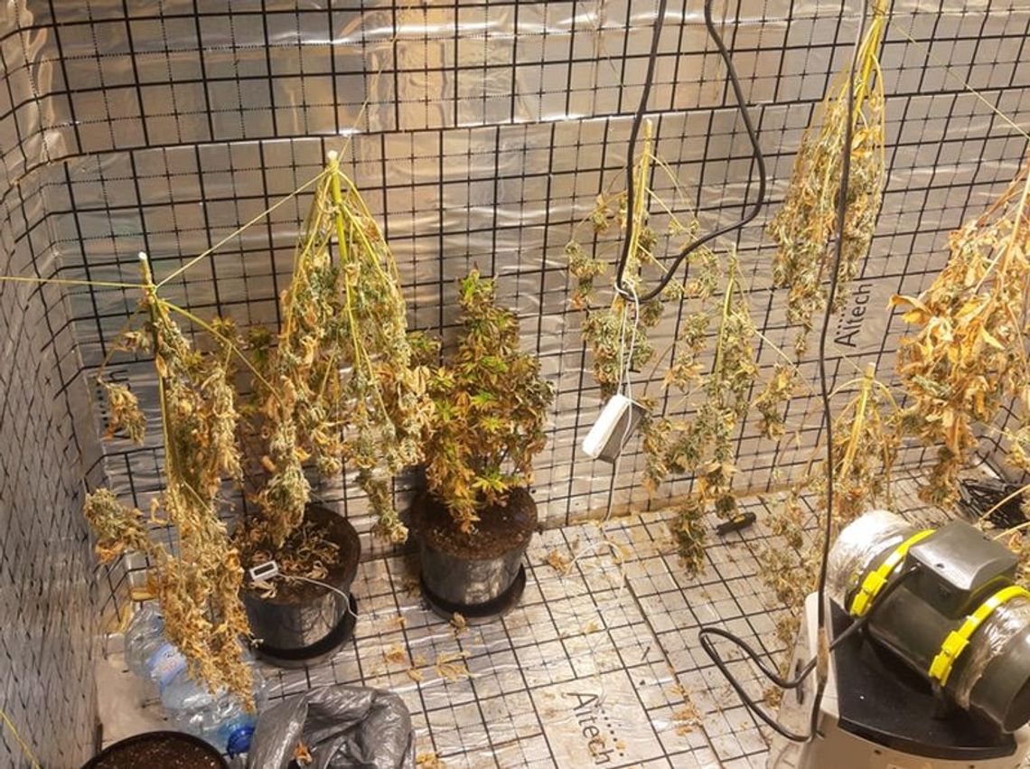 ZLIKWIDOWALI PLANTACJĘ KONOPI