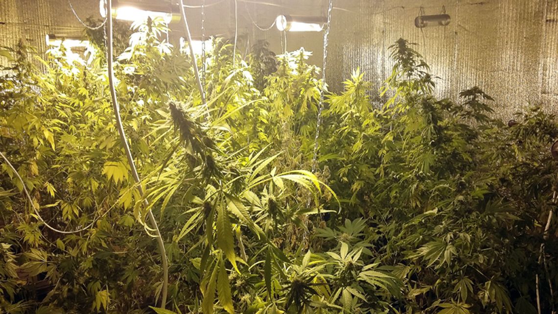 ZLIKWIDOWALI UPRAWĘ KONOPII INDYJSKIEJ ZLIKWIDOWALI UPRAWĘ KONOPII INDYJSKIEJ