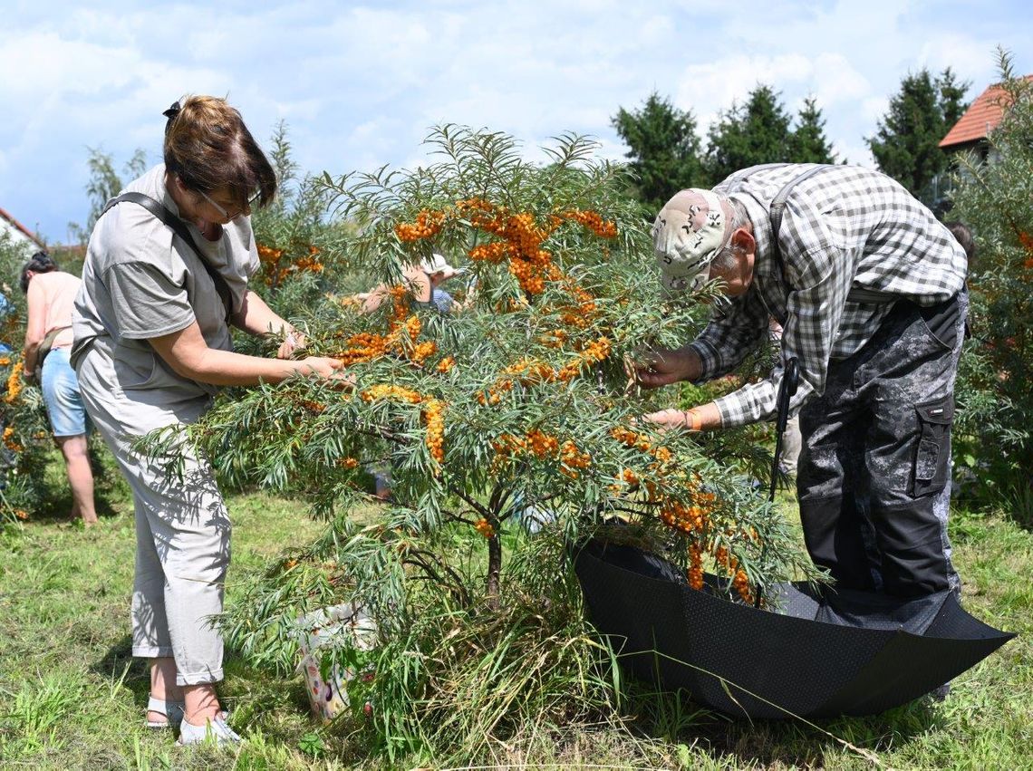 Złoto w krzakach w Gminie Dzierżoniów
