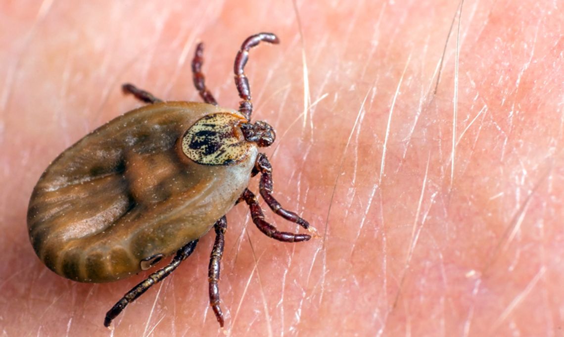 ZNALEZIONO NOWY GATUNEK KLESZCZA. PRZENOSI NOWE ŚMIERTELNIE CHOROBY ZNALEZIONO NOWY GATUNEK KLESZCZA. PRZENOSI NOWE ŚMIERTELNIE CHOROBY