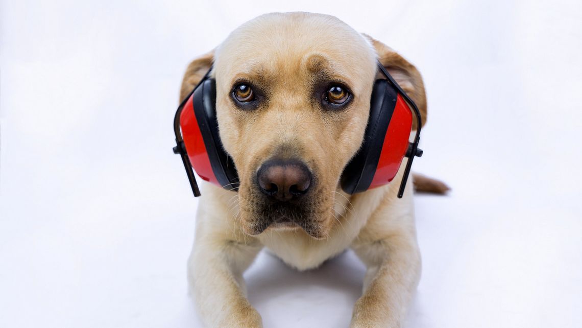 ZWIERZĘTA W SYLWESTRA PRZEŻYWAJĄ KOSZMAR ZWIERZĘTA W SYLWESTRA PRZEŻYWAJĄ KOSZMAR