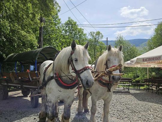 Dyskoteka w stylu retro baciarka góralska