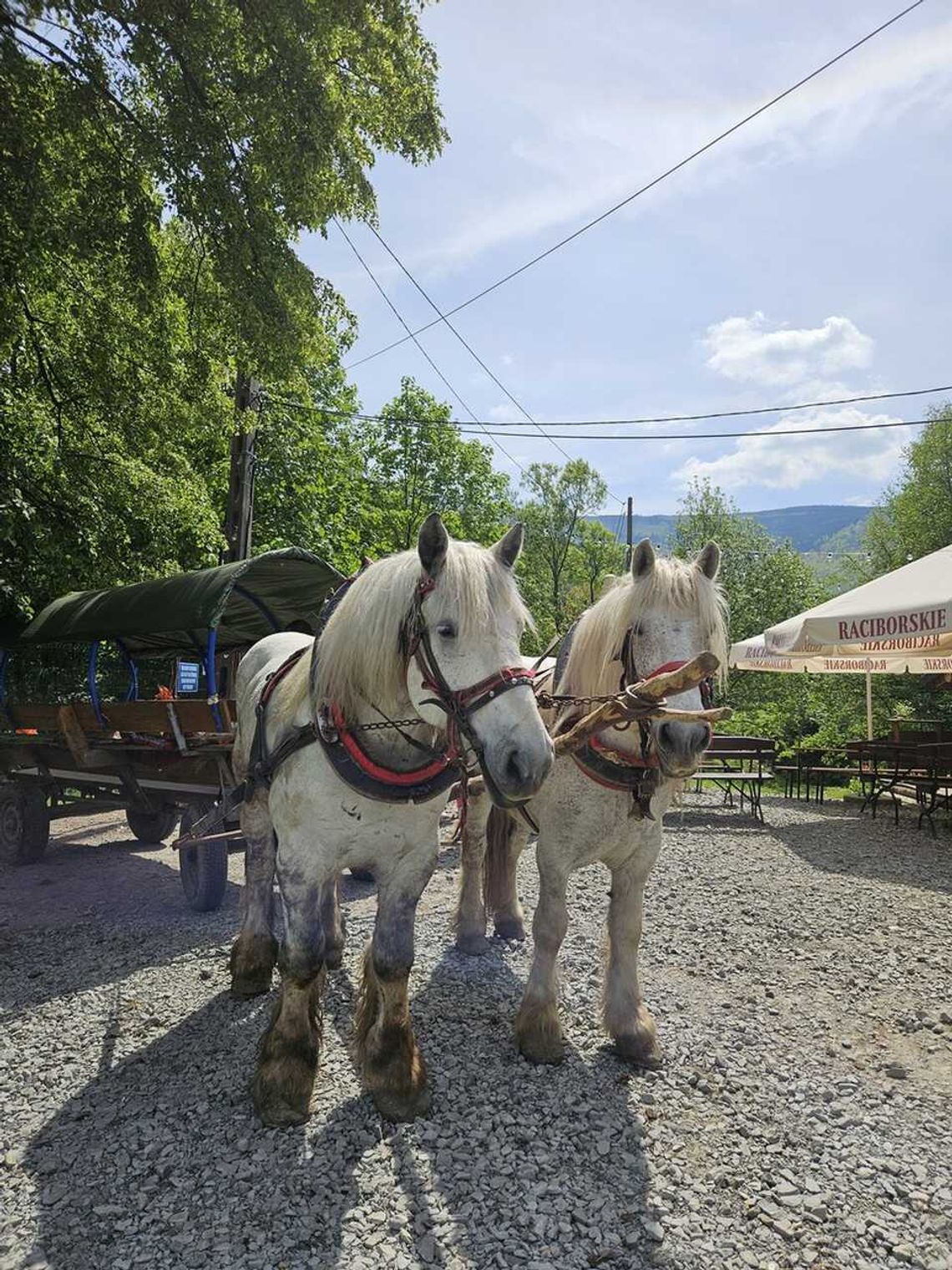 Dyskoteka w stylu retro baciarka góralska